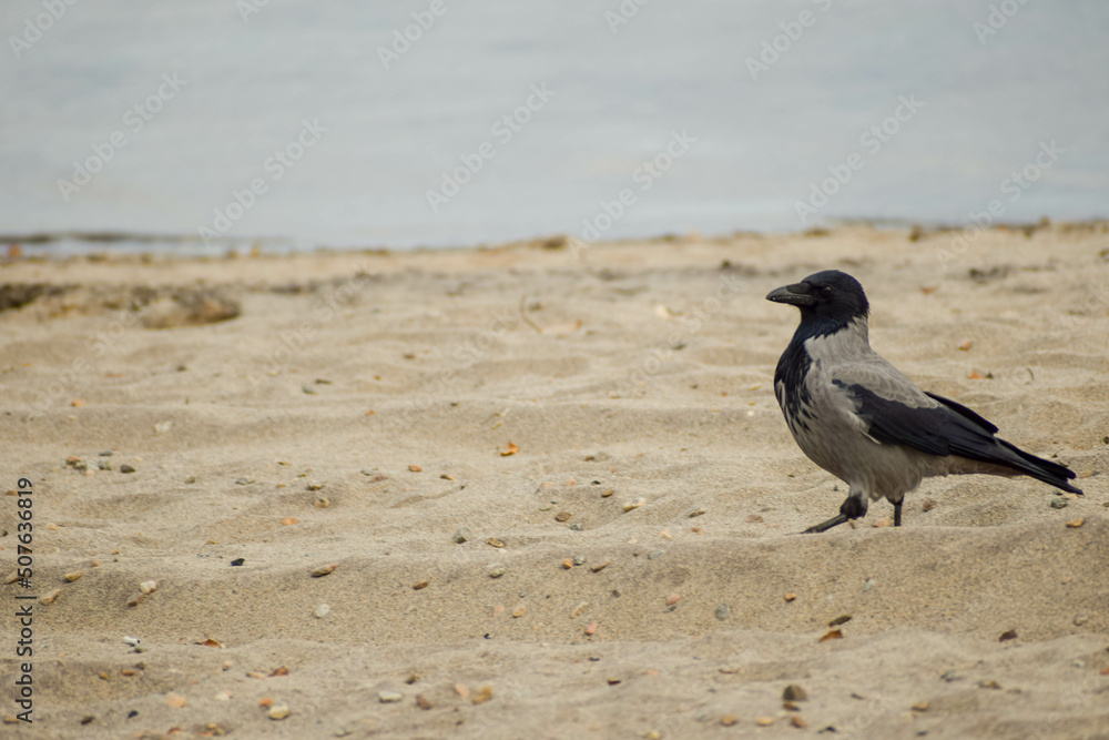 A gray-black bird is looking for food on a sandy beach on a cloudy day. A gray-black bird is looking for food on a sandy beach on a cloudy day.