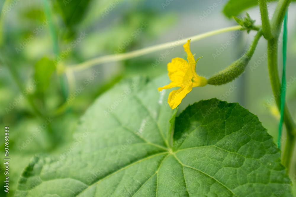Ripening gherkin with yellow flower, close-up. Cucumber plant in greenhouse. Organic food agriculture concept. Ripening cucumber for publication, poster, screensaver, wallpaper, banner, cover, post Ripening gherkin with yellow flower, close-up. Cucumber plant in greenhouse. Organic food agriculture concept. Ripening cucumber for publication, poster, screensaver, wallpaper, banner, cover, post