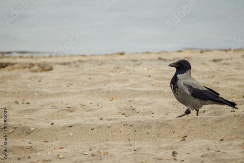 A gray-black bird is looking for food on a sandy beach on a cloudy day.