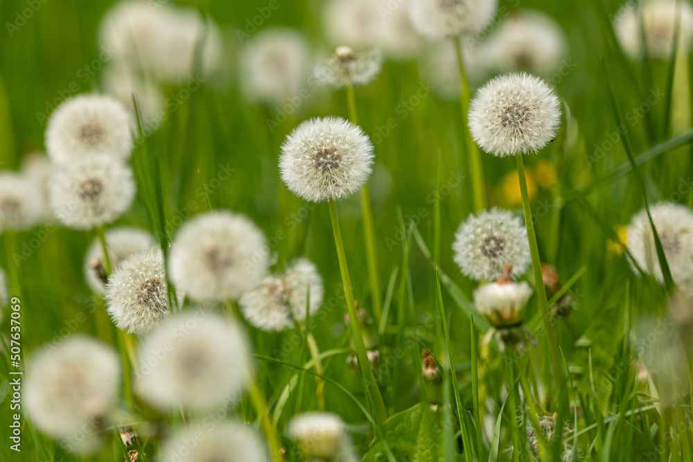 Meadow with heads of seeds of dandelion with blurry foreground and background Meadow with heads of seeds of dandelion with blurry foreground and background