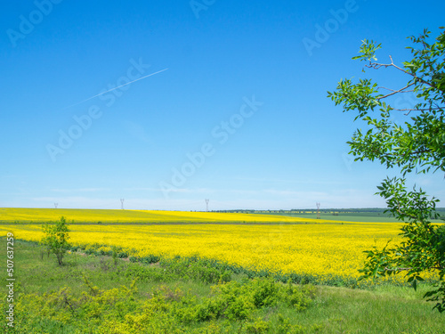 Rapeseed fields panorama, in the Ukrainian countryside. Blooming yellow Rapeseed crop photo