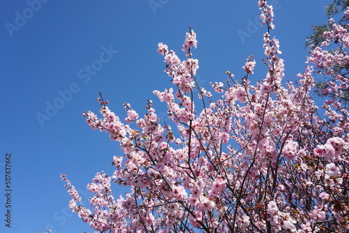 Cherry Blossoms in Spring