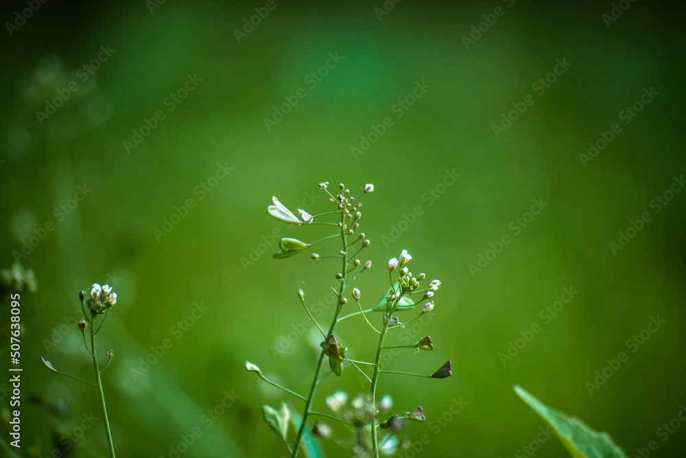 grass background grass background