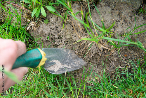 digging up, transplanting plants in the home garden