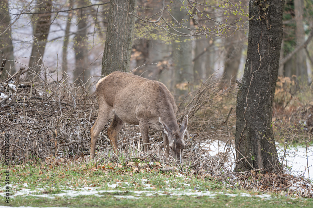 Deer standing in a forest Deer standing in a forest