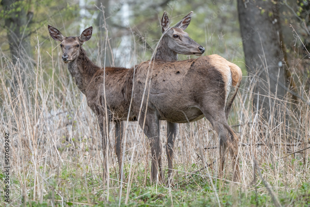 Deers standing in a forest Deers standing in a forest