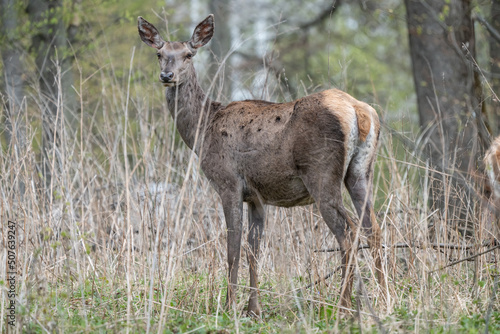 Deers standing in a forest