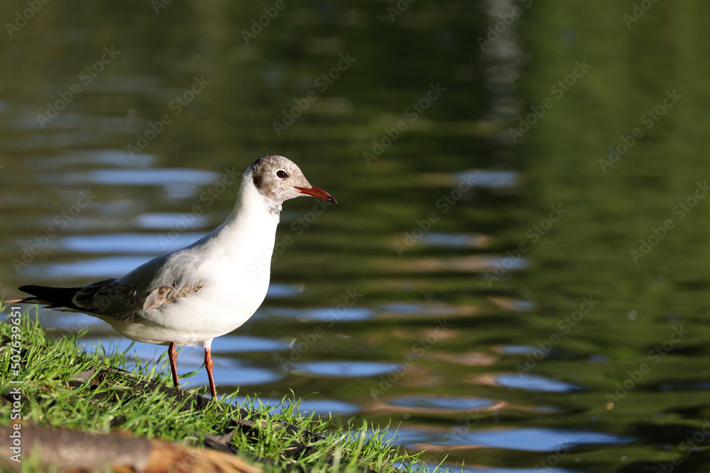 Fototapeta premium Seagull sitting on a grass on lake coast, summer nature