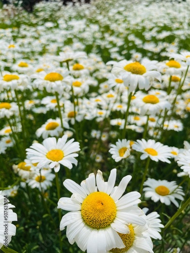 field of Shasta daisy 