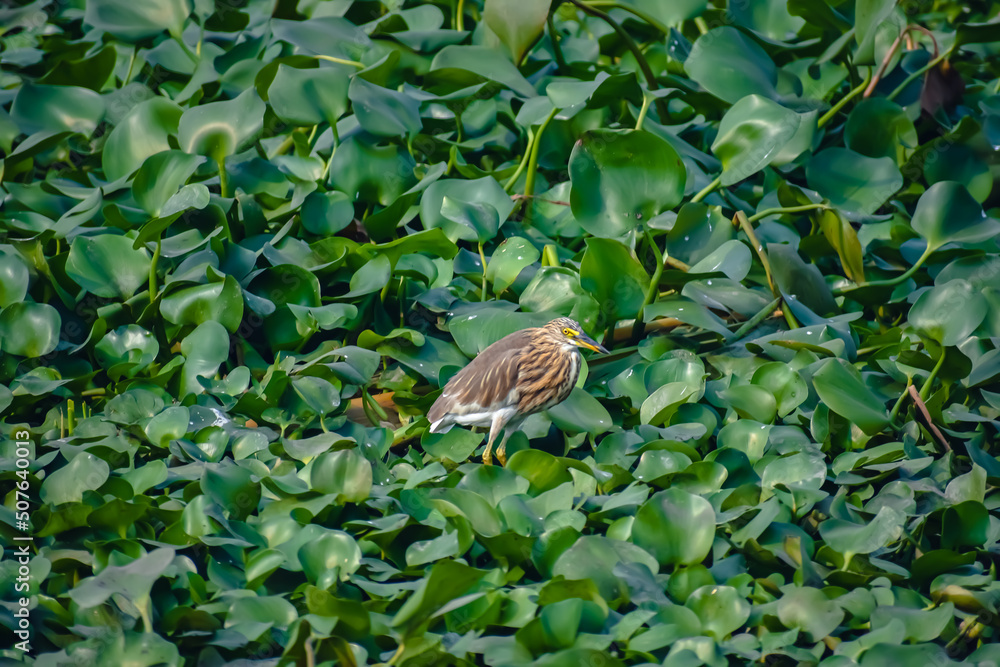 The Indian pond heron or paddybird is a small heron. It is of Old World origins, breeding in southern Iran and east to the Indian subcontinent, Burma, and Sri Lanka.