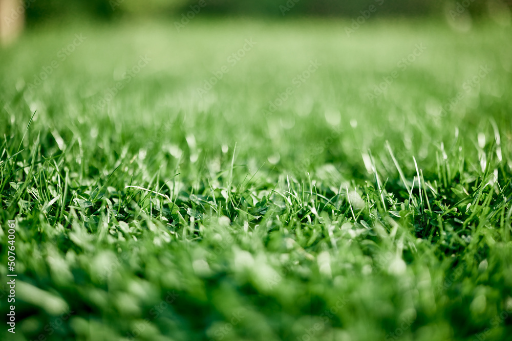 Fototapeta premium Fresh leaves of young green grass taken close-up on a summer sunny day in the light of a sunset sky, The concept of ecology and care for the environment and the planet