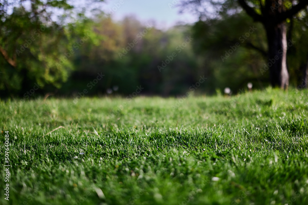 Green grass desktop screensaver, ecology and care for the environment Green grass desktop screensaver, ecology and care for the environment