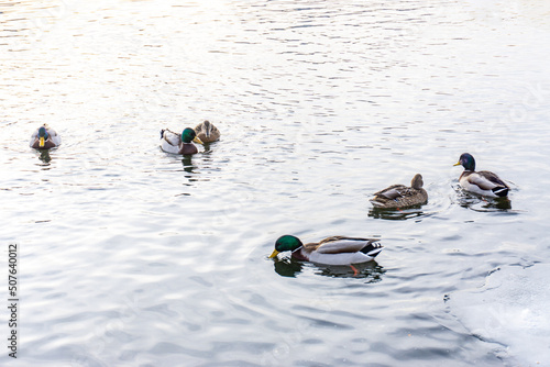 Wild ducks swim in the river in harsh winter.