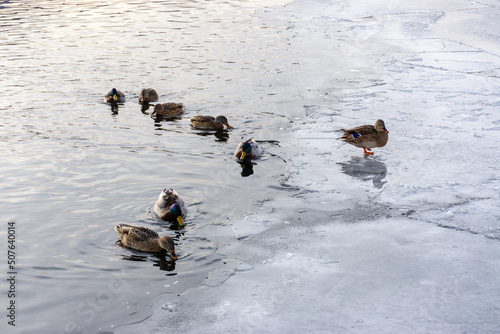 Wild ducks swim in the river in harsh winter.