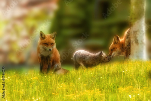 Billede på lærred Red fox family outside den