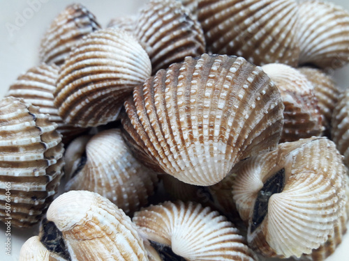 Cockles seafood  pile of    fresh cockles  cockles or scallop fresh raw shellfish  cockle shells for sale in the fresh market.