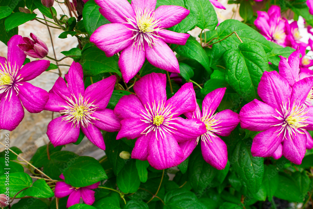 Flowering Pink Clematis Clematis hybrida on a pink background. Beautiful purple flowering Clematis. A large clematis flower with yellow finger-like stamens. Flowering Pink Clematis Clematis hybrida on a pink background. Beautiful purple flowering Clematis. A large clematis flower with yellow finger-like stamens.