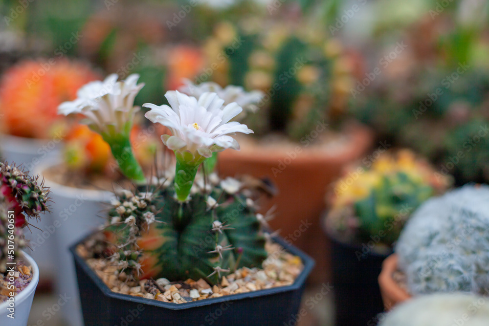 Fototapeta premium Cactus in a pot. Cactus care after planting. Ornamental plants inside the building.
