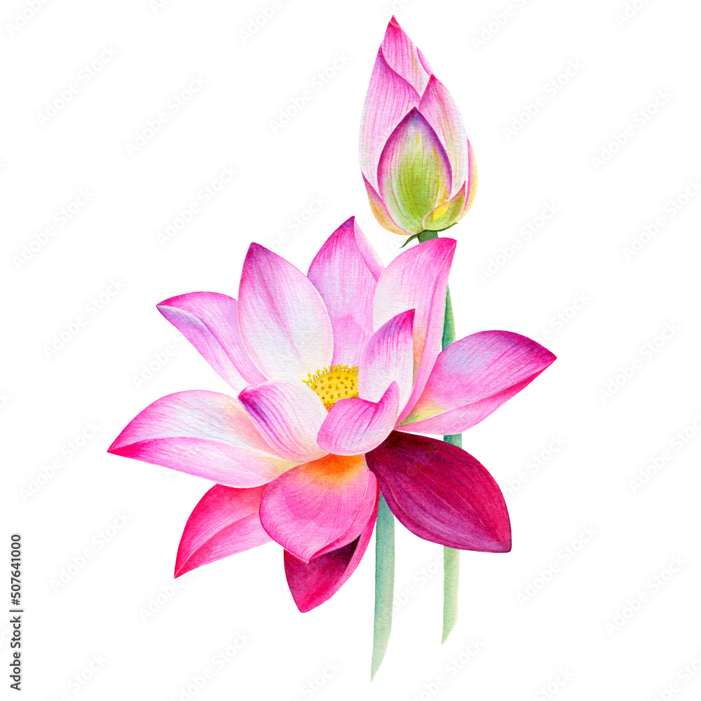 Lilac lotus flower with a bud without leaves, isolated on a white background. Painted in watercolor. Beautiful print, decoration. It can be used on postcards, illustrations in magazines, gift bags.