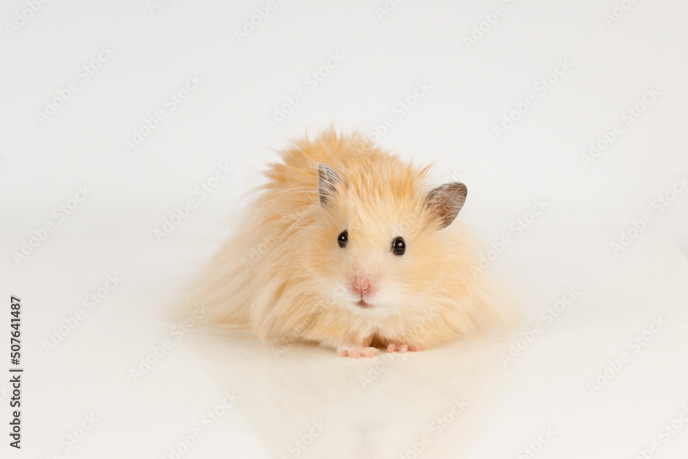 fluffy Syrian hamster on a light background fluffy Syrian hamster on a light background