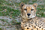 Leopard headshot close up lying on soft green grass with leopard pattern spots clearly visible, Cheetah lieing