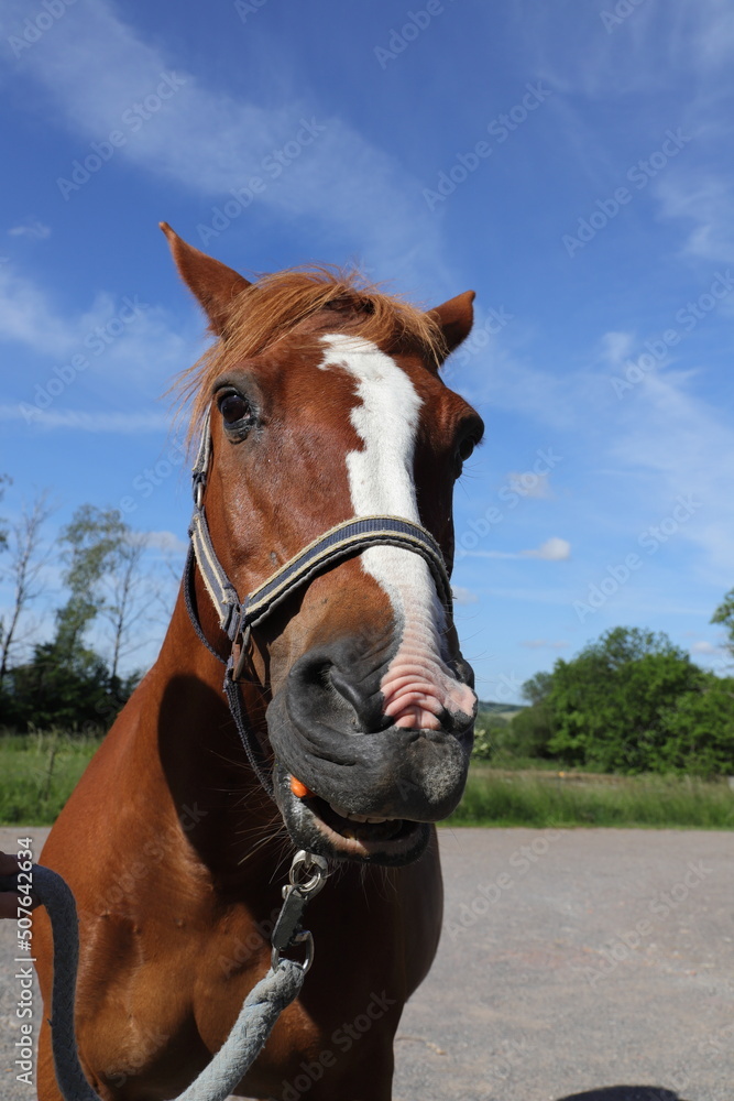 Fototapeta premium a nice funny portrait of a horse