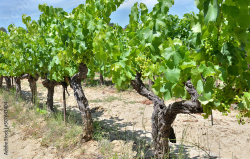 close up on grape vine growing in a field in summer with green foliage