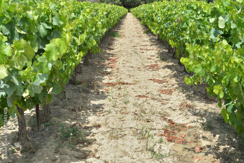 closeup on alley between grapes growing  in vine in a field  in summer