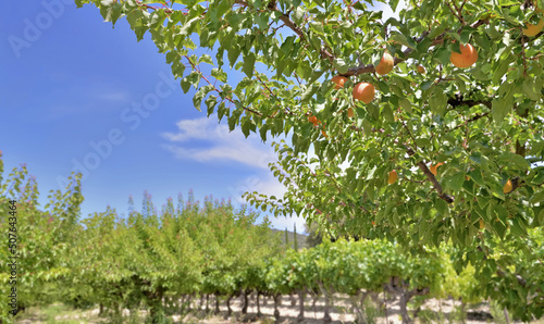 apricots growing in the tree among leaves in a orchard