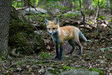 Red fox kit out in the woods