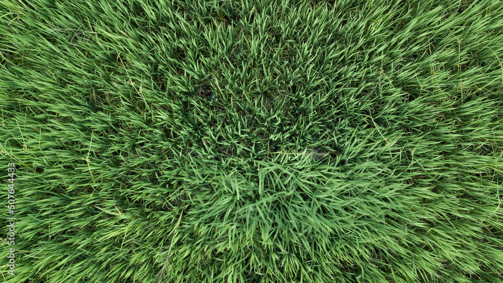 Aerial top view fresh green grass or lawn For football and soccer fields or golf courses or grassland. For use to make background or wallpaper garden or turf. The fresh field for a ground Aerial top view fresh green grass or lawn For football and soccer fields or golf courses or grassland. For use to make background or wallpaper garden or turf. The fresh field for a ground