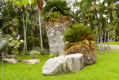  stone and palm decoration in Chatuchak Park, Bangkok, Thailand photo