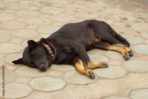 thai black stray dog