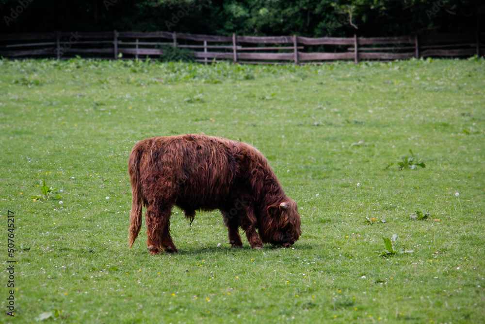 Highland Cows in the Glencoe Scotland Highlands