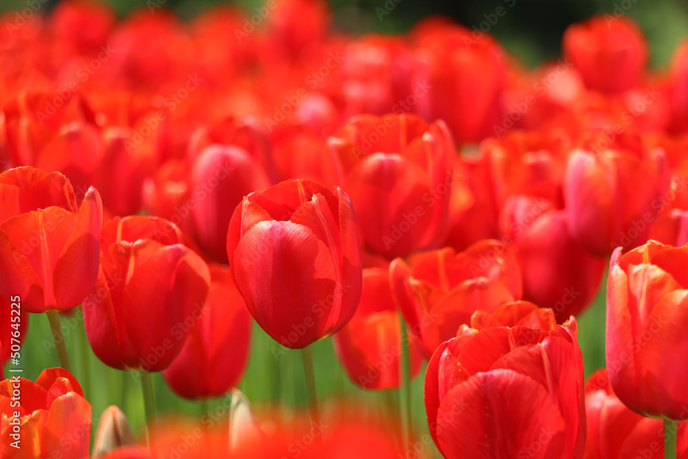 Istanbul tulip: Tulip (Tulipa), common name of bulbous, perennial plant species grown as ornamental plants, forming the genus Tulipa from the lily family, colorful tulips Istanbul tulip: Tulip (Tulipa), common name of bulbous, perennial plant species grown as ornamental plants, forming the genus Tulipa from the lily family, colorful tulips