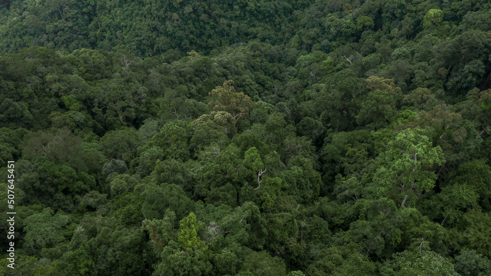 Aerial view forest tree, Tropicla rainforest ecosystem healthy environment background, Texture of green tree forest view from above, Healthy green trees in a forest eoclogical texture and background. Aerial view forest tree, Tropicla rainforest ecosystem healthy environment background, Texture of green tree forest view from above, Healthy green trees in a forest eoclogical texture and background.