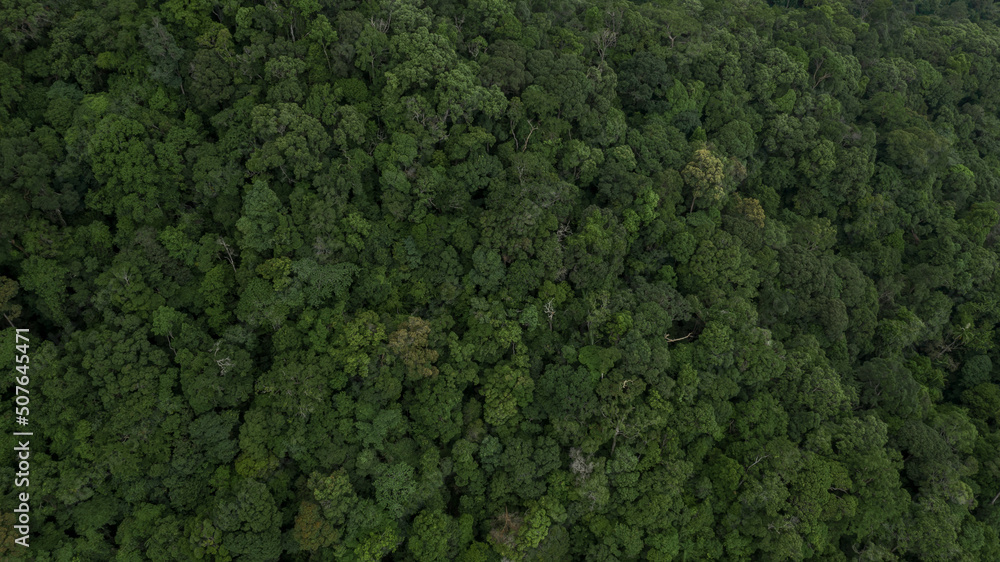 Aerial view forest tree, Tropicla rainforest ecosystem healthy environment background, Texture of green tree forest view from above, Healthy green trees in a forest eoclogical texture and background.