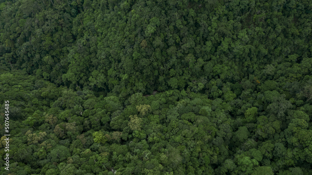 Aerial view forest tree, Tropicla rainforest ecosystem healthy environment background, Texture of green tree forest view from above, Healthy green trees in a forest eoclogical texture and background.