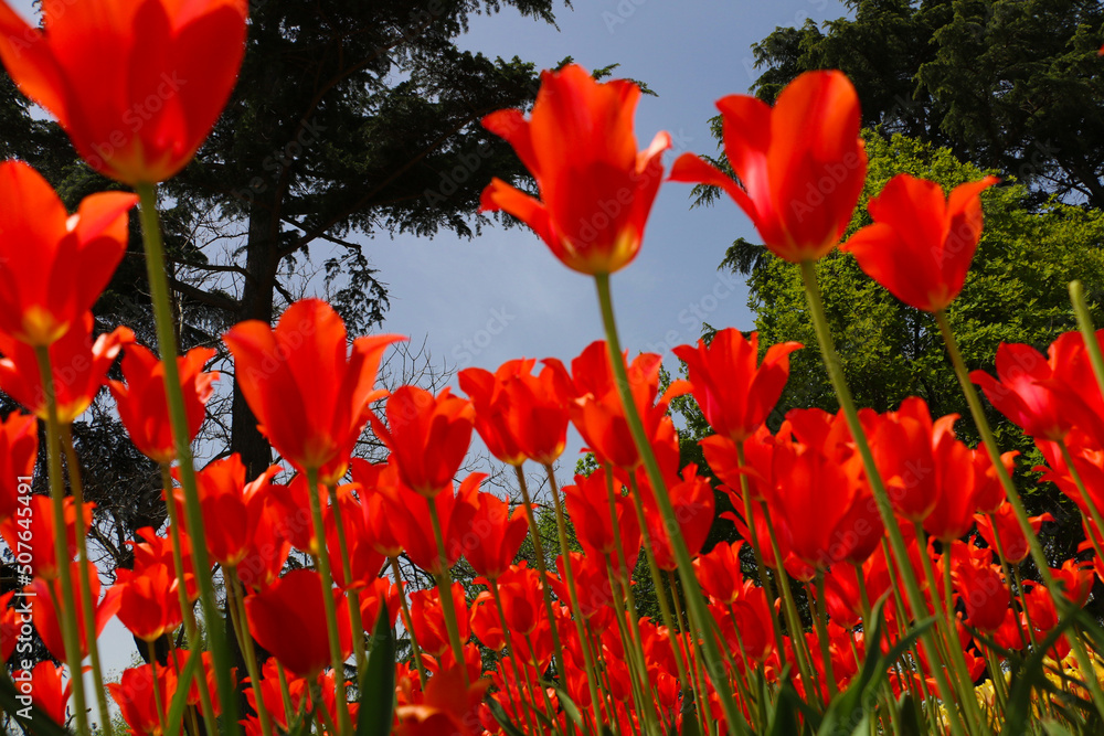 Obraz premium Istanbul tulip: Tulip (Tulipa), common name of bulbous, perennial plant species grown as ornamental plants, forming the genus Tulipa from the lily family, colorful tulips