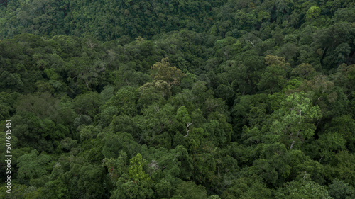 Aerial view forest tree, Tropicla rainforest ecosystem healthy environment background, Texture of green tree forest view from above, Healthy green trees in a forest eoclogical texture and background.