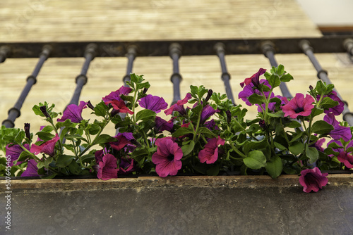 Pink geraniums on a balcony