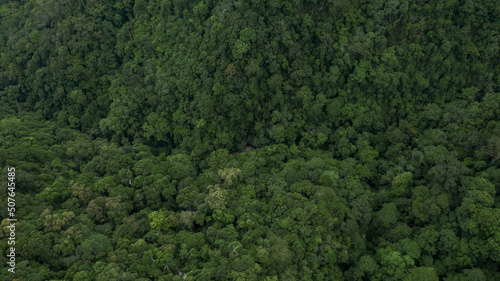 Aerial view forest tree  Tropicla rainforest ecosystem healthy environment background  Texture of green tree forest view from above  Healthy green trees in a forest eoclogical texture and background.
