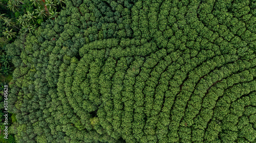 Aerial view para rubber tree,rubber tree forest plantation, Top view of rubber latex tree and leaf plantation, Business rubber latex agriculture.