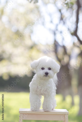 Tableau sur toile Cute eight month old puppy of bichon frise on the high chair in the park