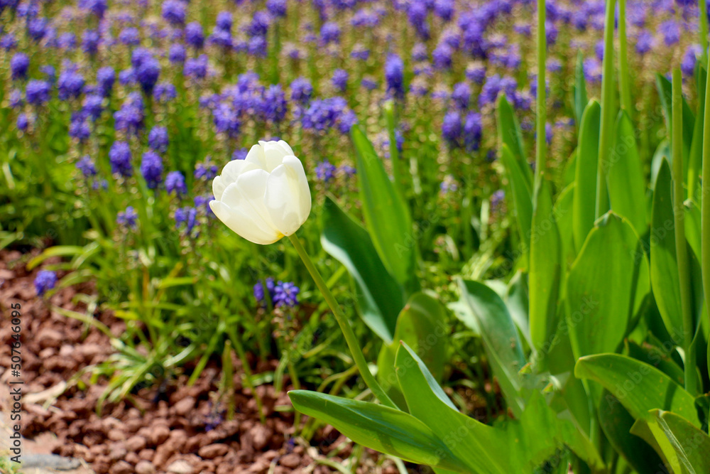 Istanbul tulip: Tulip (Tulipa), common name of bulbous, perennial plant species grown as ornamental plants, forming the genus Tulipa from the lily family (Liliaceae), colorful tulips Istanbul tulip: Tulip (Tulipa), common name of bulbous, perennial plant species grown as ornamental plants, forming the genus Tulipa from the lily family (Liliaceae), colorful tulips