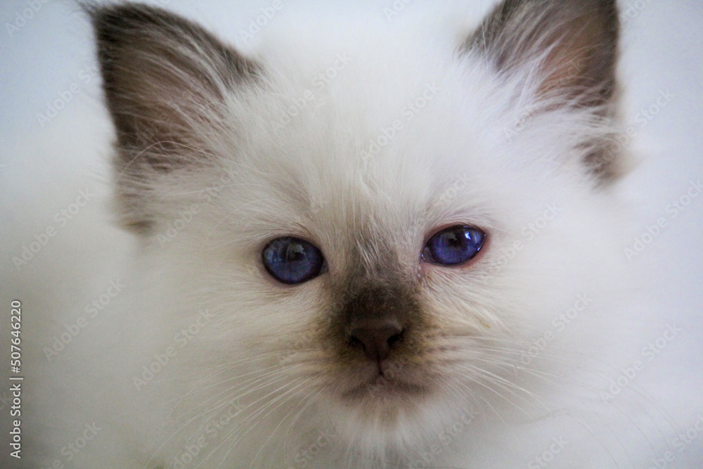 Sacred Birman Cat. four week old kitten, portret Sacred Birman Cat. four week old kitten, portret