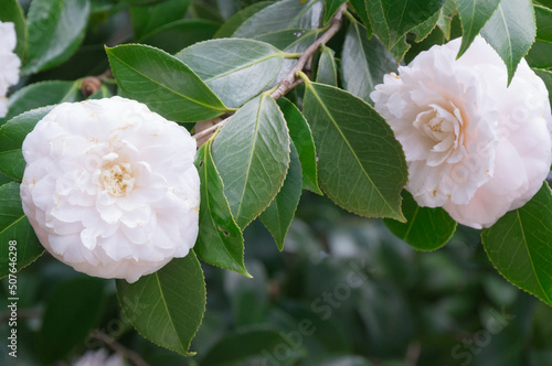 Camellia of Jonangu, Fushimi-ku, Kyoto. photo