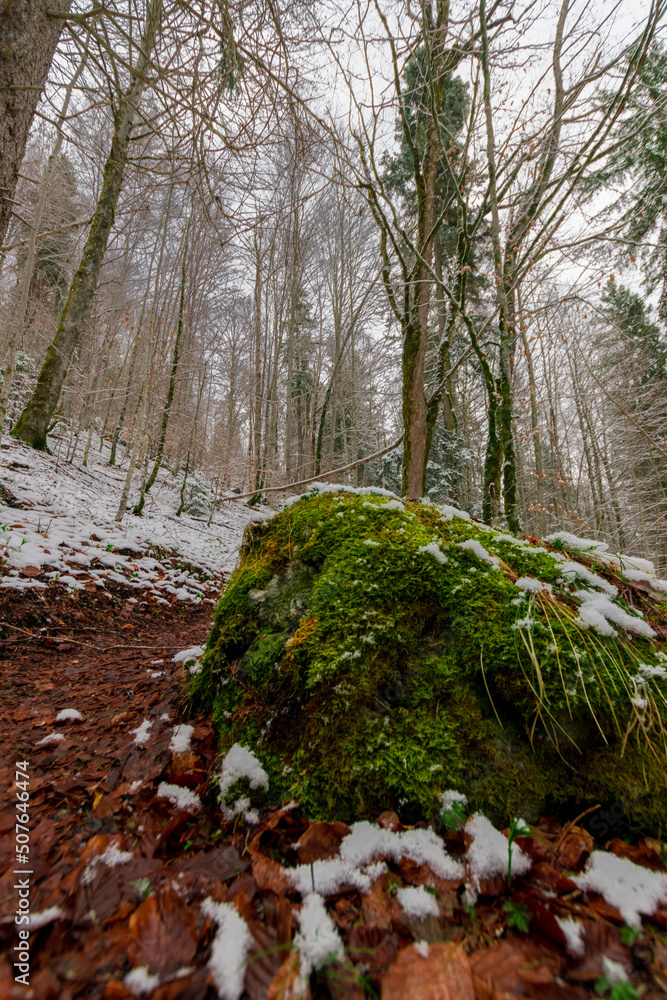 moss on the rocks during winter (Bavaria, Germany) moss on the rocks during winter (Bavaria, Germany)