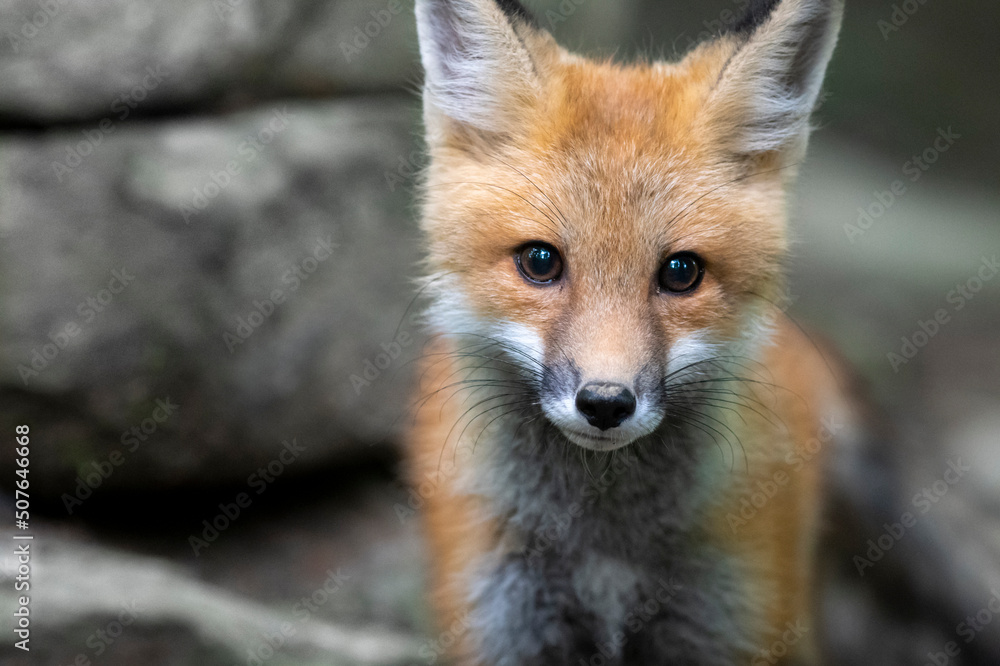 Red fox in nature Red fox in nature