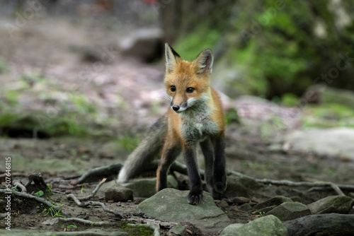 Red fox in nature © dfriend150